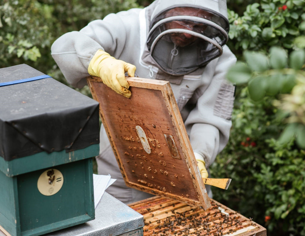 The Lifecycle of a Honeybee: From a Queens Egg to Honey
