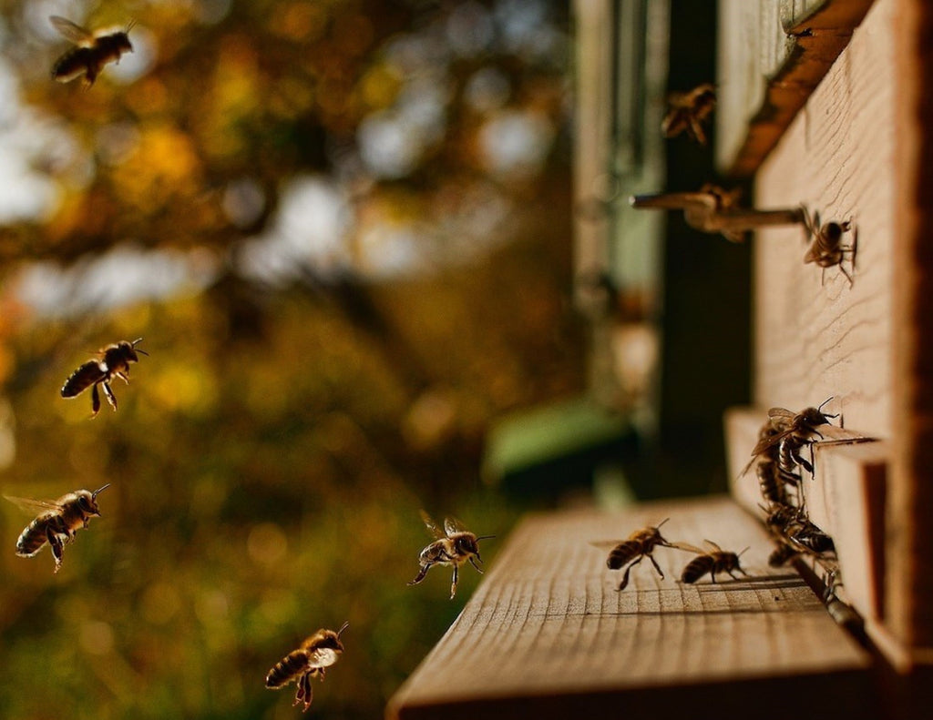 The importance of the Honeybee and its Impact on the Environment
