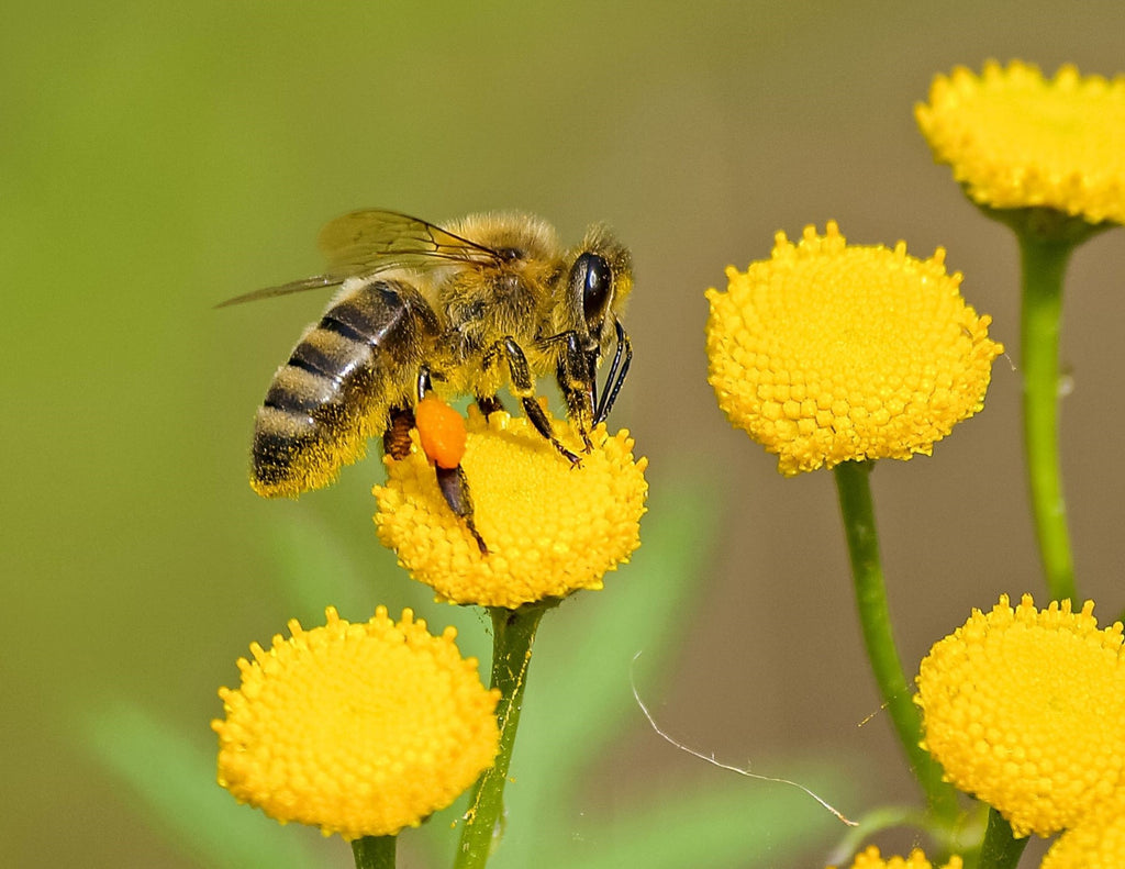 How Spraying Your Yard for Pests can Harm Honeybees